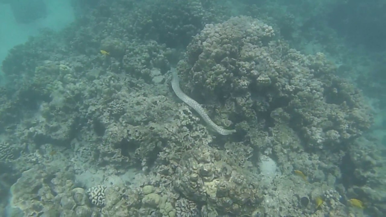 Snorkeling Makaiwa Bay - Big Island, Hawaii