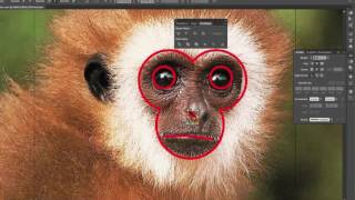 Famous 2. INTRODUCTION TO ILLUSTRATOR Net Worth