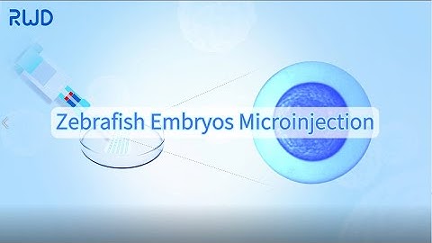 Zebrafish Embryos Microinjection Process