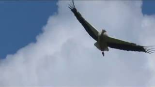 La Reserva Natural De Sebes A Flix Anella Nous Polls De Cigonya Blanca Nascuts Enguany