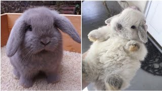 : 2021 Funny videos of little bunnies  cute bunnies