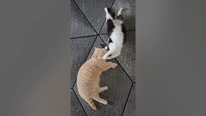 Watch the video about Senior Cat Gives Young Cat Some Love