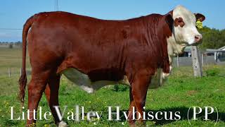 Little Valley Hybiscus PP