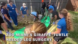 WATCH: Surgery on a 500pound giraffe is no easy feat!