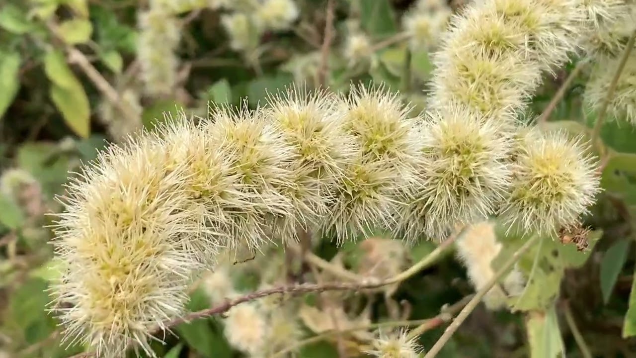 Cathla / Seel A Traditional Medicinal Herb of Pastures 