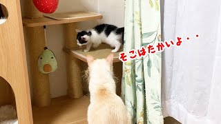 高い所に登った子猫を心配そうに見つめる猫