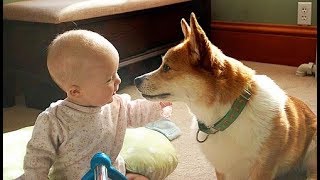 Corgis Love Babies by CrazyFunnyStuffCFS 78,762 views 6 years ago 2 minutes, 38 seconds