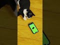 funny cat watch to the end 😂😂😂 #crazily #cat #catstory #crazz #cat