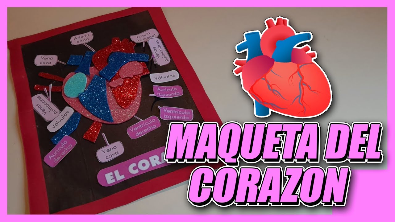 Como Hacer Maqueta Del Corazón - YouTube