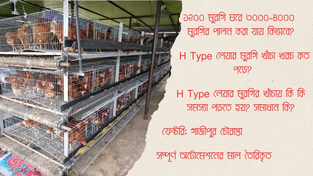 Don't Buy an H Type Layer Cage Until You Watch This! 01712485139