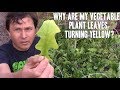Why are my Vegetable Plant Leaves Turning Yellow?  Are they Ok to Eat?