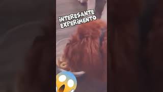 #shorts ENGAÑAR A TU PERRO, FUNCIONARA? PONGAMOSLO A PRUEBA