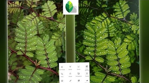 flower mobile editing tutorial  l lightroom color 🎨grading l lens distortions