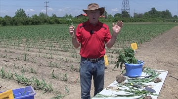 Corn School: Getting to the root of the problem in 2019