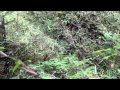 Baikal bush warbler