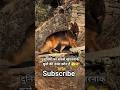 duniya ki sabse khatarnak 🫣 dog breeds 🦮👉 kaun hai 🤔#rottweiler #pitbull #dog #viral##shorts 👍💯❤️