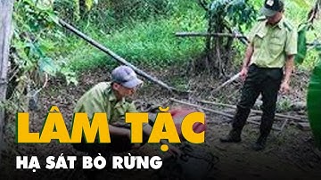 Bò tót bị lâm tặc sát hại trong Vườn quốc gia Cát Tiên