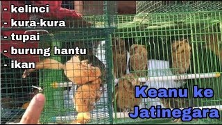 Keanu Devi beli kelinci, kura2, tupai, burung hantu, dan ikan di pasar burung Jatinegara