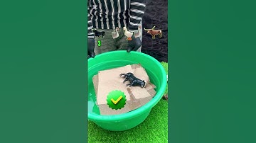 TRY TO GUESS HOW MANY TISSUE PAPER IT TOOKS!