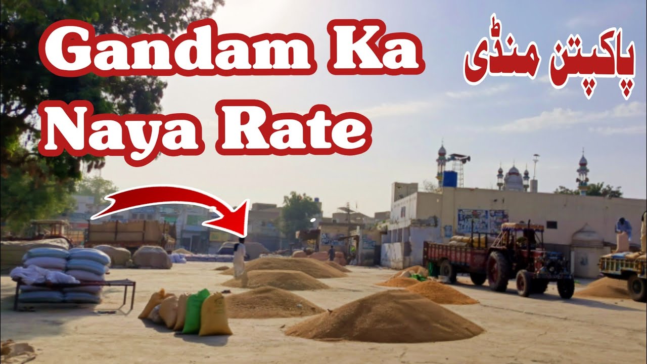 Gandam Ka Naya Rate | Wheat Price in Punjab | Today Wheat Price | Galla ...