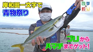 岸和田一文字で青物祭り！ハマチからブリまでゲット！（四季の釣り/2022年9月23日放送）