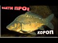 КОРОП | ЦІКАВІ ФАКТИ ПРО: КОРОПА. Де живе і як ловити коропа! @amur_fc