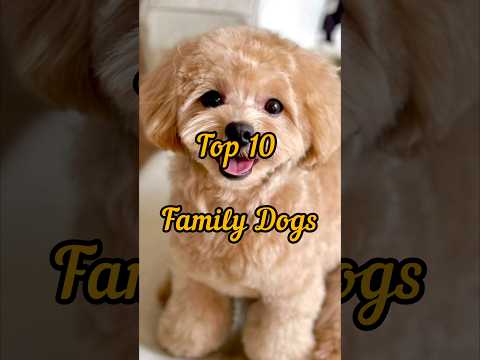 Top 10 Family