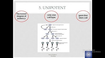 stem cells: potency, types and applications