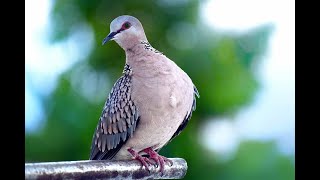 Spotted Dove (Manipura) Feeding Its Chicks