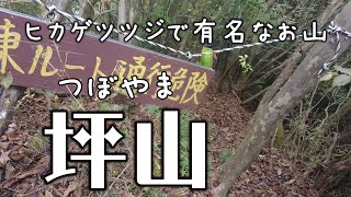 坪山つぼやま ヒカゲツツジの群生地で有名なお山 西ルートから東ルート 山梨ハイキング 坪山つぼやま ヒカゲツツジの群生地で有名なお山 西ルートから東ルート 山梨ハイキング