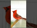تغريد طائر الكاردينال