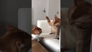 Cat fights #shots #funnyvideo