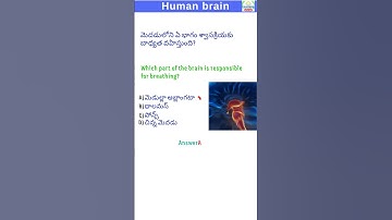 Which part of the brain is responsible for breathing #quiz #humanbrain #humanbrainfacts