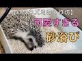 【くり坊の日常】愛おしいハリネズミの砂浴び!! 　可愛い!!癒し!!