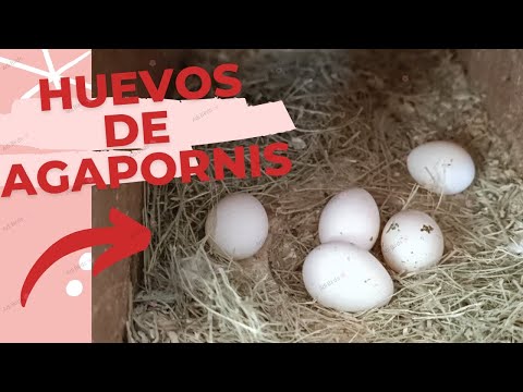 Video: Proceso de puesta de huevos de Lovebirds: una experiencia personal