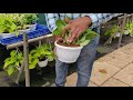 Indoor plants sanjay nursery