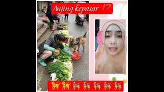anjing pergi kepasar mau beli sayur ⁉️anjing yg pinter #anjing #pasar #sayur