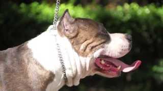 Blue Demon By Blue Blood Kennels