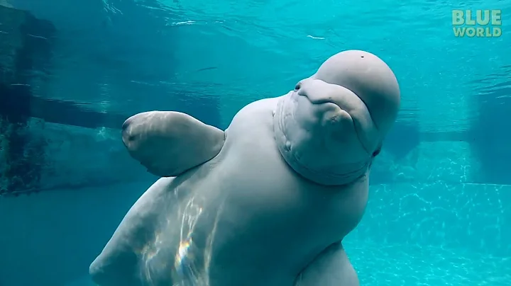 Beluga Whales of the Mystic Aquarium | JONATHAN BI...