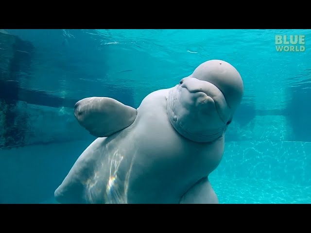 Beluga Whales of the Mystic Aquarium | JONATHAN BIRD'S BLUE WORLD class=