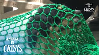 Rescue Stray Dog Who Lost Her Guardian... L Animal In Crisis Ep 383