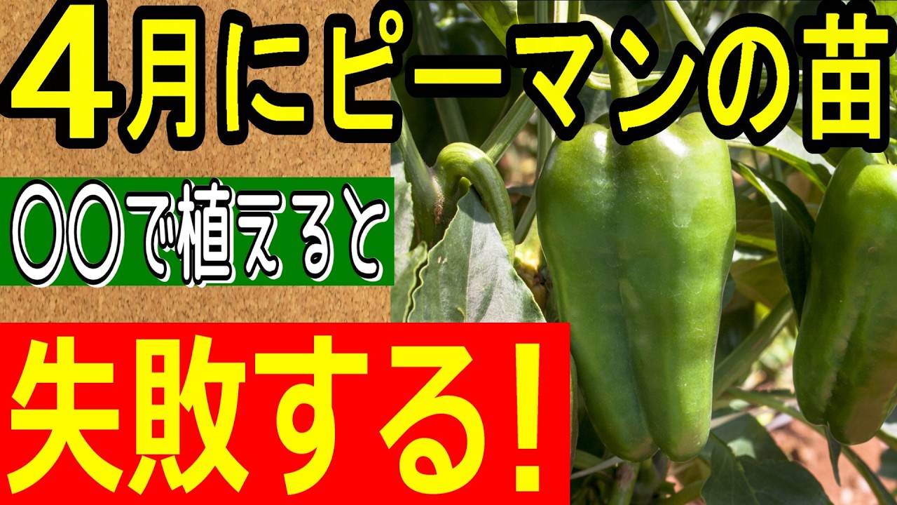 【2025年 最新版】4月にピーマン栽培をオススメする理由と育て方