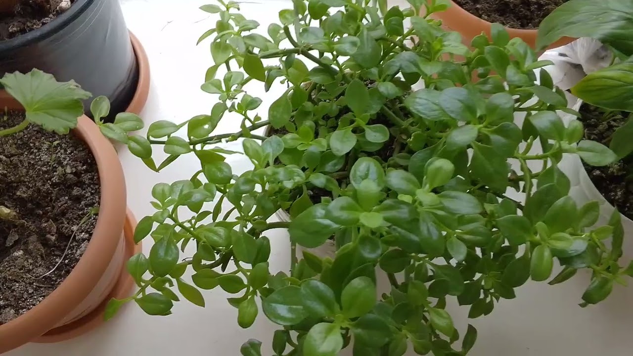 Обзор цветочков🌹