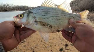 Early Spring White bass Fishing In Oklahoma!!