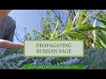 How to Propagate Russian Sage through Cuttings