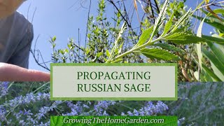 How to Propagate Russian Sage through Cuttings