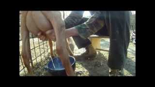 Přivolání Kozy Na Dojení