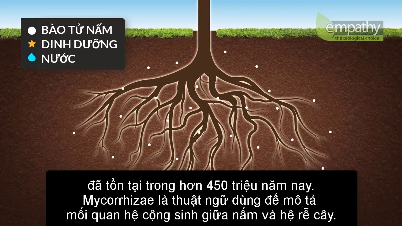 Nấm rễ Mycorrhizae - bảo vệ rễ cây và phát triển rễ - 0909070547 - YouTube