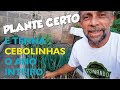 Como plantar cebolinha orgânica | Método passo a passo