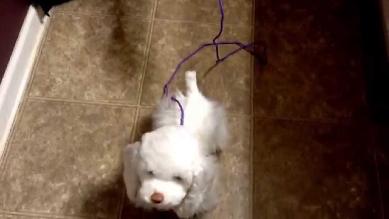 FurReal Friends My Walking Dog with Leash Go Go Pup Part 1 YouTube